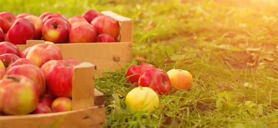 Mother Nurture’s Preservative-Free Baby Foods now in India.